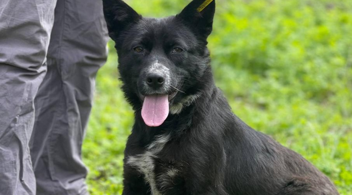 Chiens à adopter